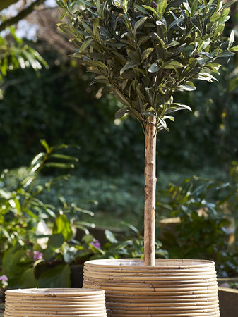 Moro Korb-Set Kubu-Rattan, natur Korb Living Nordic