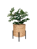 Antas Pflanzkübel Wasserhyazinthe/Metall, natur/schwarz Pflanzkübel Living Nordic