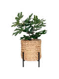 Antas Pflanzkübel Wasserhyazinthe/Metall, natur/schwarz Pflanzkübel Living Nordic