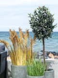 Sorghum Deko-Gras Kunstpflanze Living Nordic