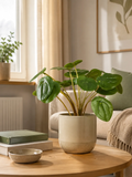 Pilea künstlich Kunstpflanze Living Nordic