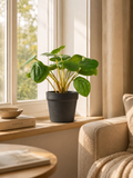 Pilea künstlich Kunstpflanze Living Nordic