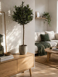 Olivenbaum künstlich Kunstpflanze Living Nordic