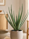 Aloe Vera künstlich Kunstpflanze Living Nordic