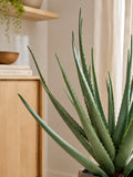 Aloe Vera künstlich Kunstpflanze Living Nordic
