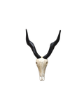 Deko-Geweih | "Antilope Sid"