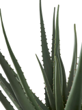 Aloe Vera künstlich Kunstpflanze Living Nordic