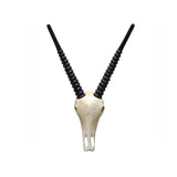 Deko-Objekte | Deko-Geweih | "Antilope Diego" -  von LIVING online kaufen bei LIVINGforme.